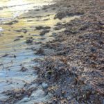 Posidonia in autunno sulle spiagge della Riserva di Biosfera Isole di Toscana