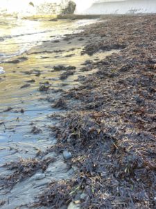 Posidonia in autunno sulle spiagge della Riserva di Biosfera Isole di Toscana