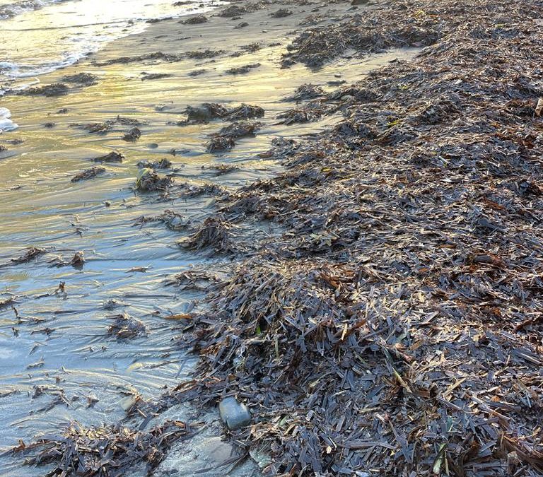 Posidonia in autunno sulle spiagge della Riserva di Biosfera Isole di Toscana