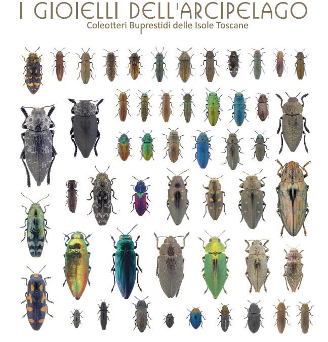 I coleotteri gioiello