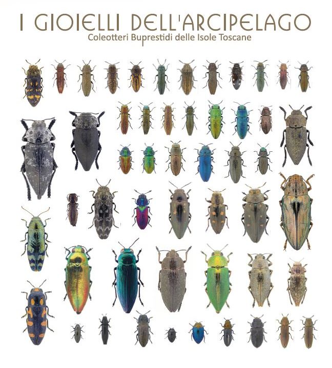 I coleotteri gioiello